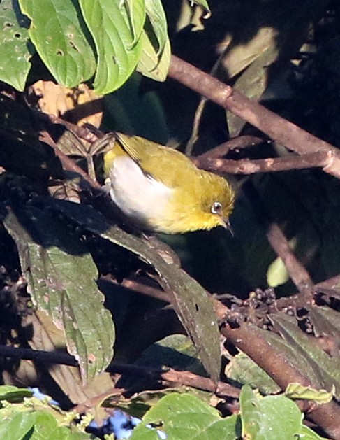 New Guinea White-eye - David W Nelson