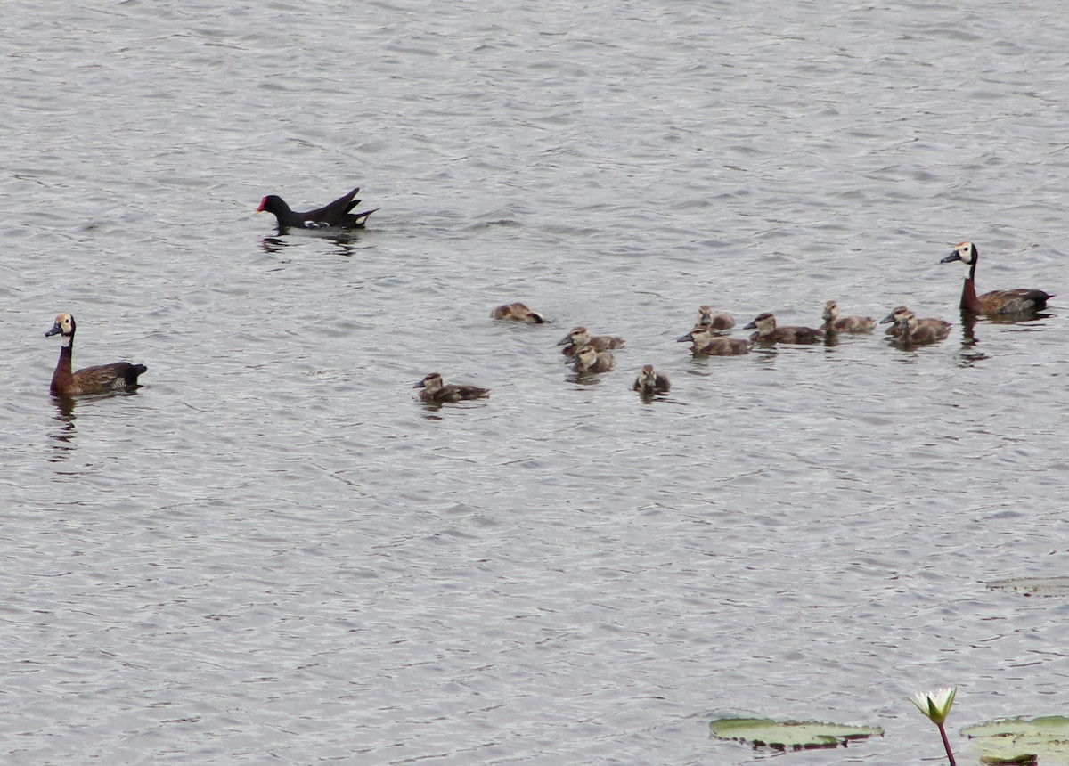 White-faced Whistling-Duck - ML49921301