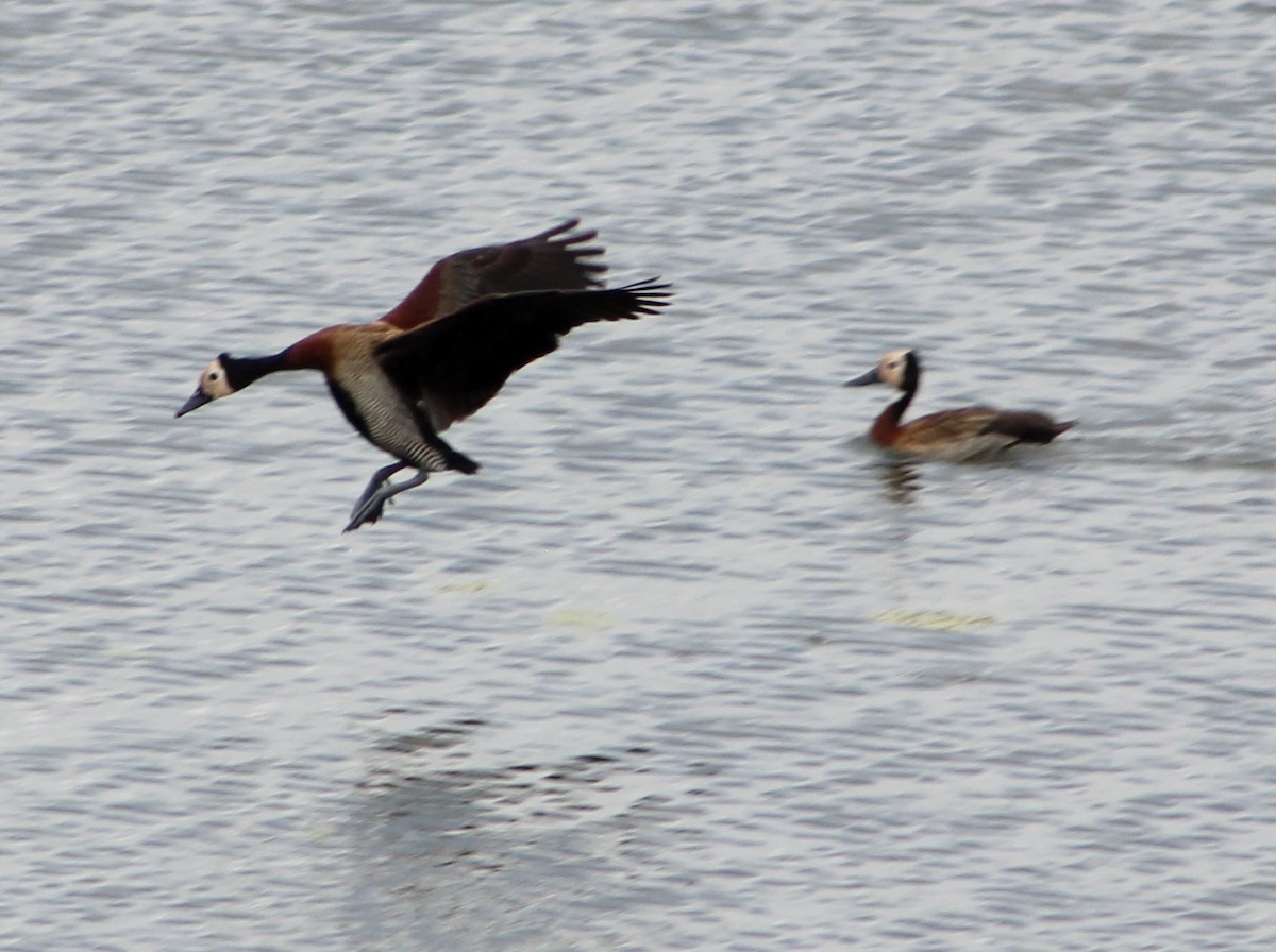 White-faced Whistling-Duck - ML49921321