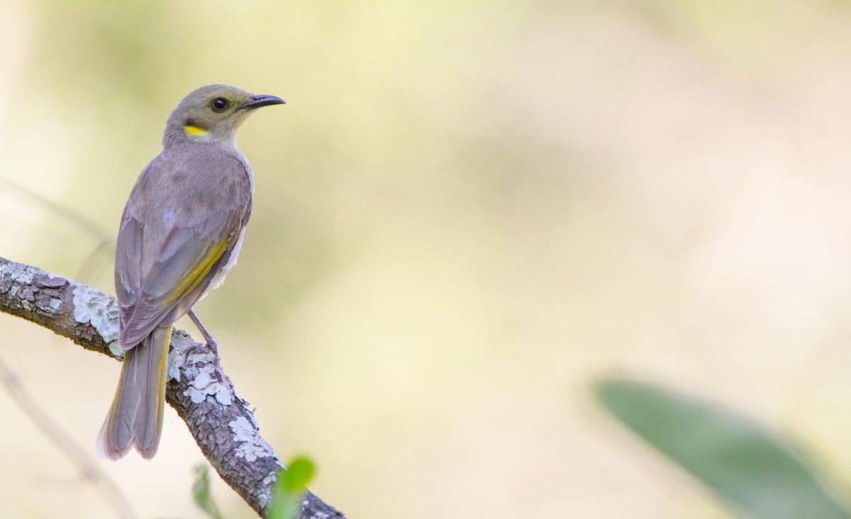 Fuscous Honeyeater - ML499217241