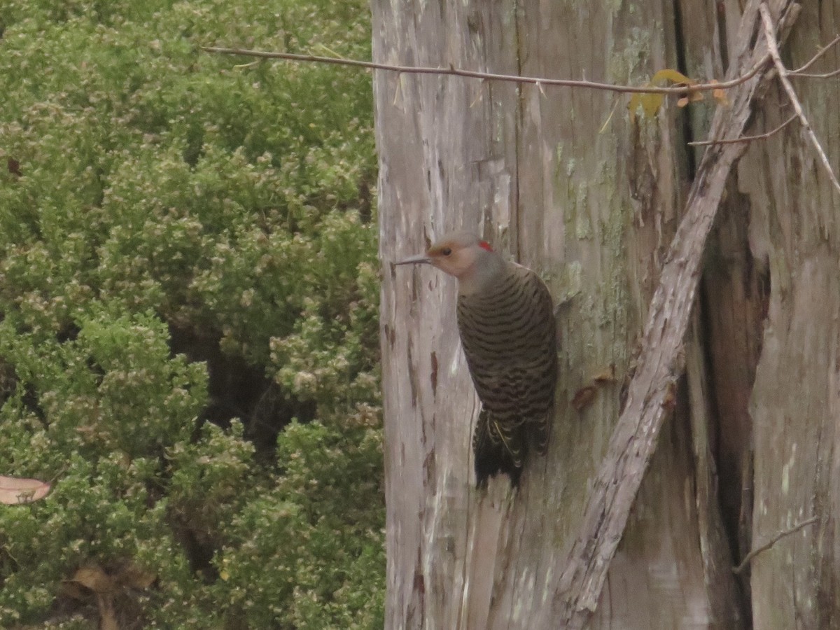 Northern Flicker (Yellow-shafted) - ML499218451