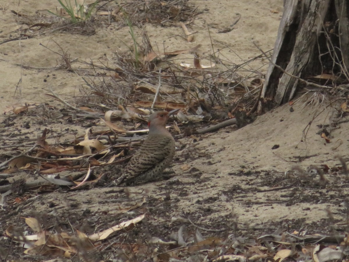 Northern Flicker (Yellow-shafted) - ML499218461