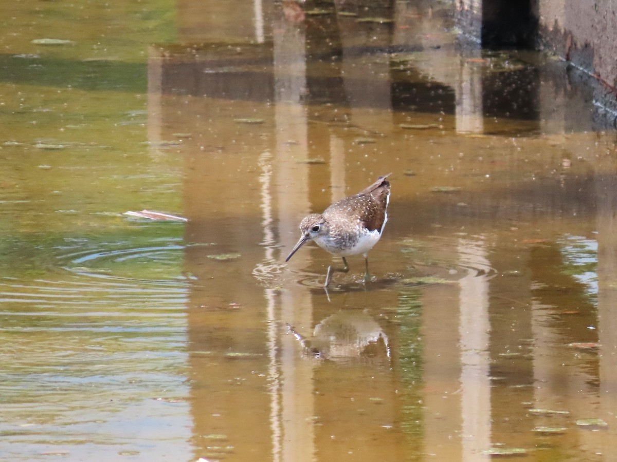 Solitary Sandpiper - ML499220561