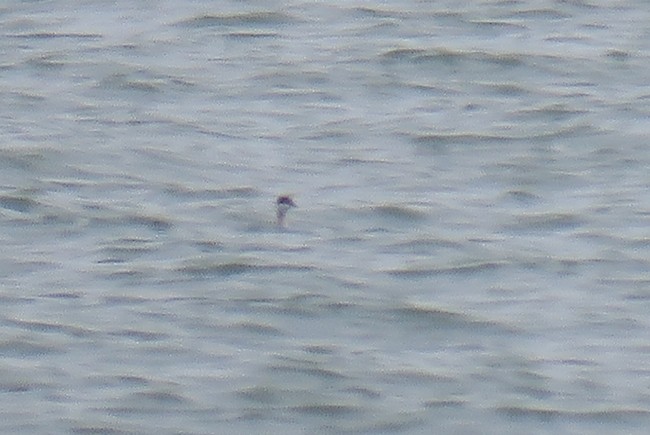 Horned Grebe - ML499222431