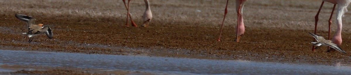 Puna Plover - ML499223371