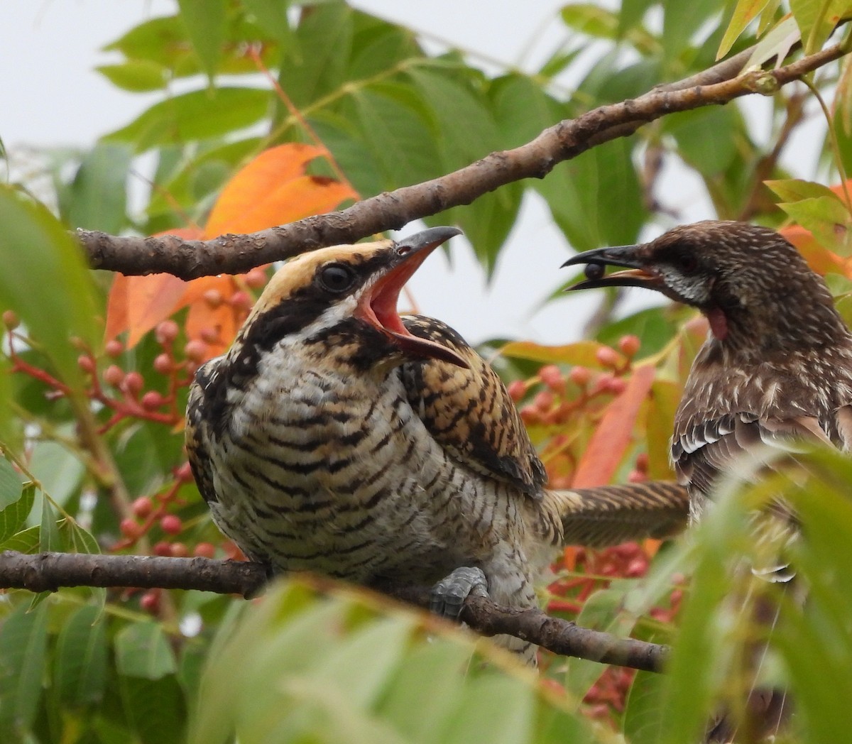 Pacific Koel - ML499223721