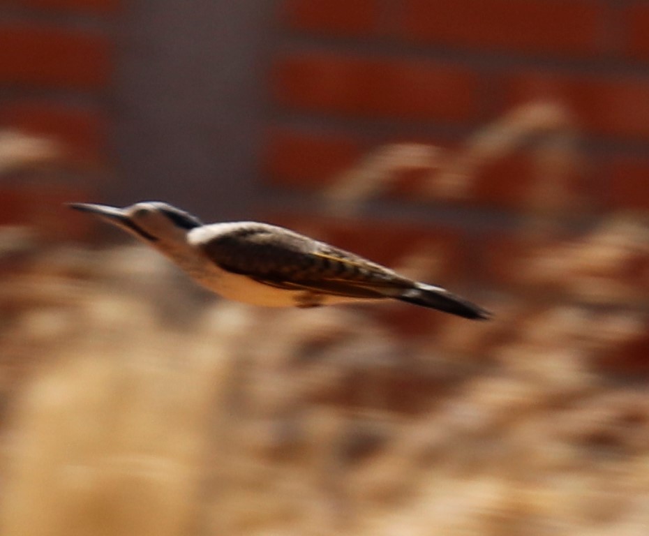 Andean Flicker - ML499223741