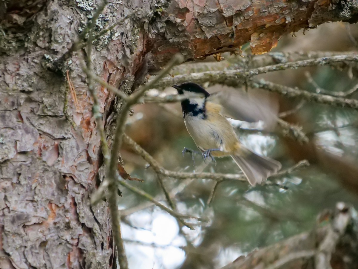 Coal Tit (Continental) - ML499224701