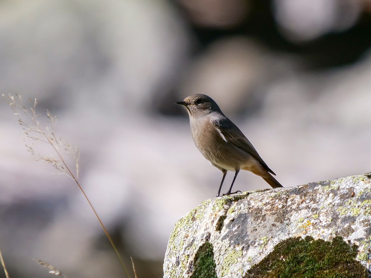 Black Redstart (Western) - ML499224781
