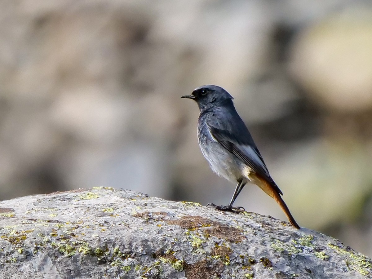 Black Redstart (Western) - ML499225151