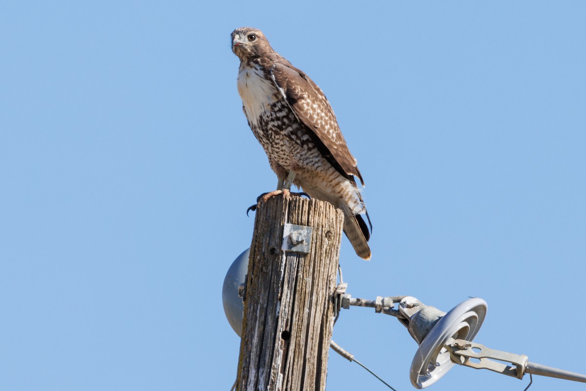 Red-tailed Hawk - ML499225941