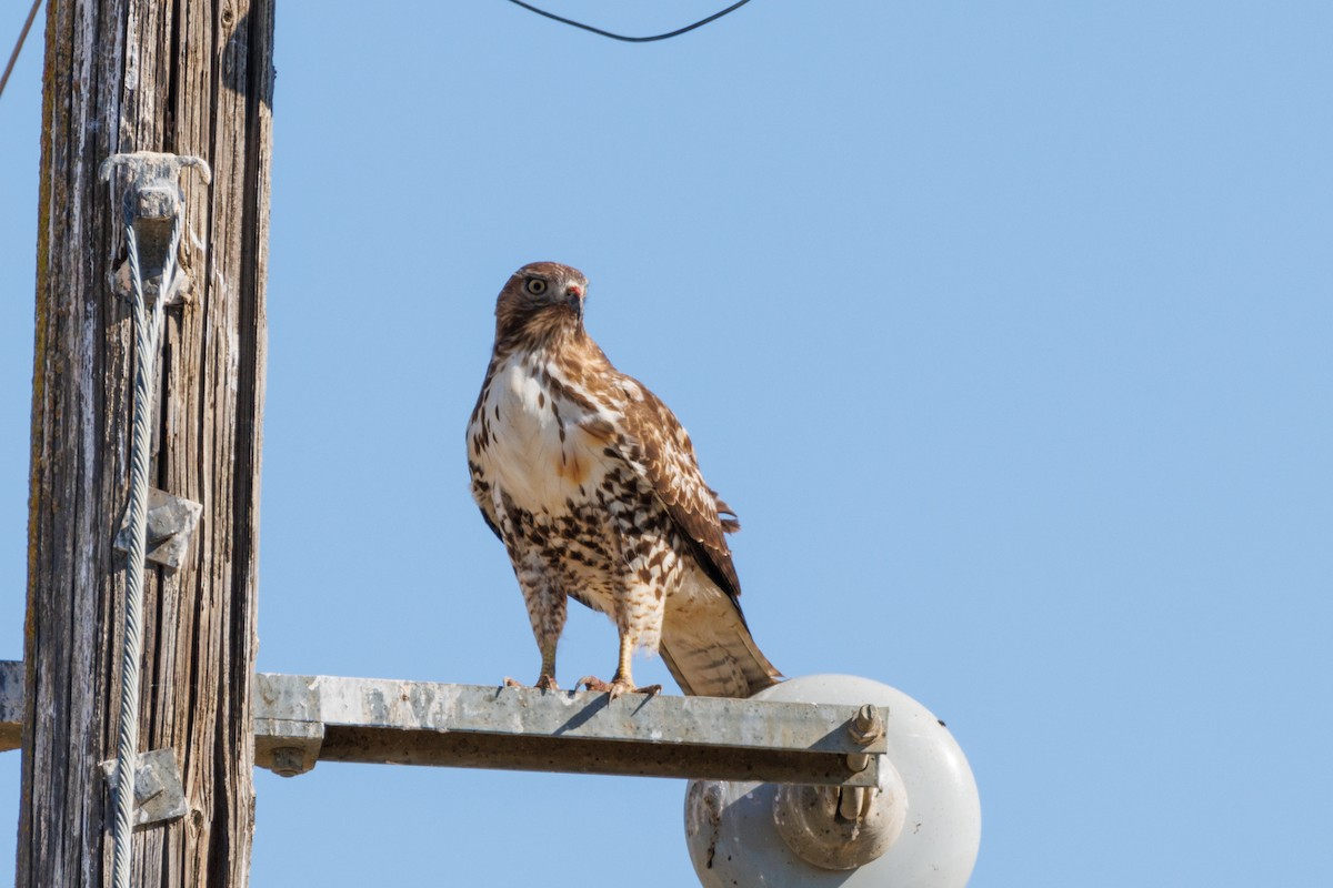 Red-tailed Hawk - ML499226001