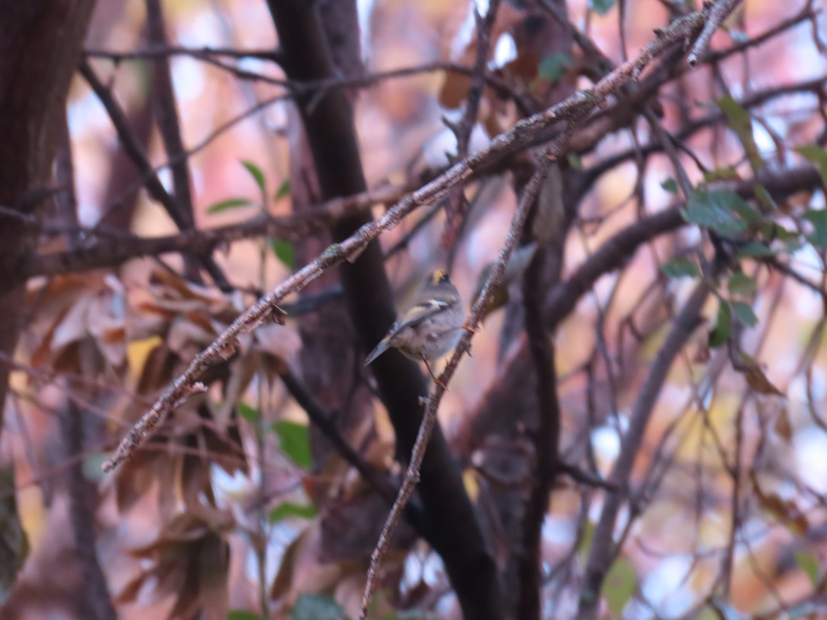 Golden-crowned Kinglet - ML499226021