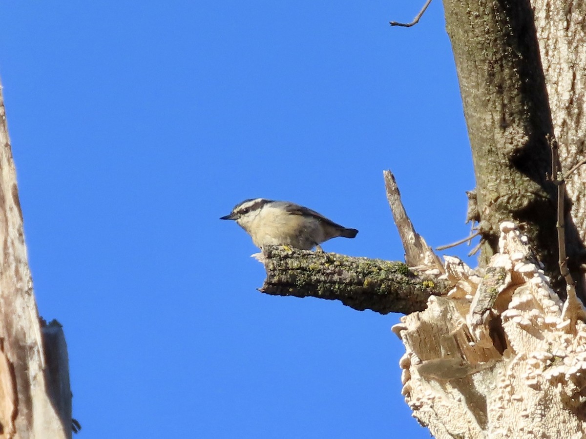Red-breasted Nuthatch - ML499226031