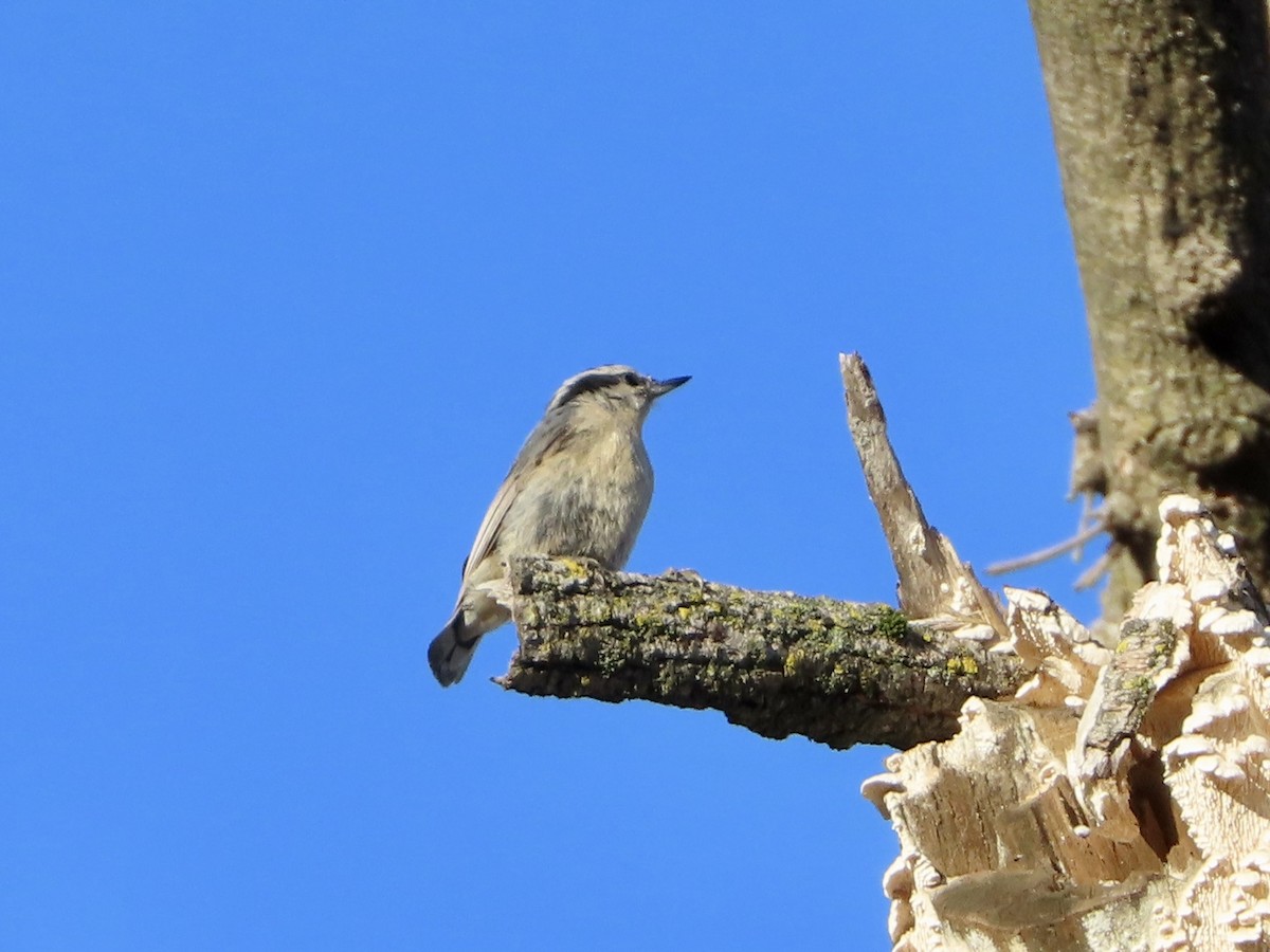 Red-breasted Nuthatch - ML499226041
