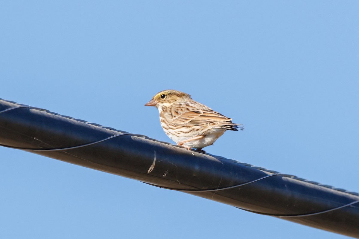 Savannah Sparrow - ML499226181