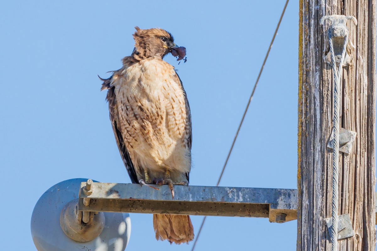 Red-tailed Hawk - ML499226711