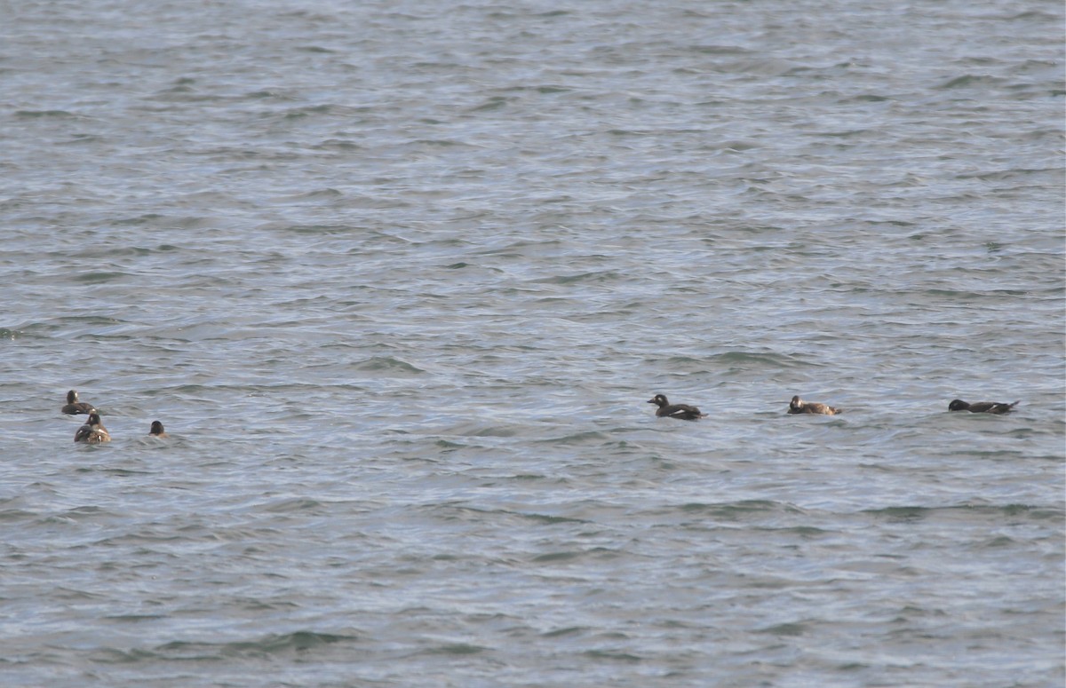 White-winged Scoter - ML499227141