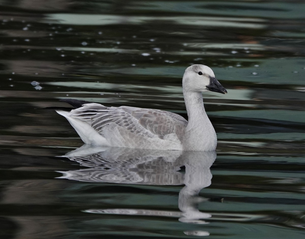 Snow Goose - ML499227311