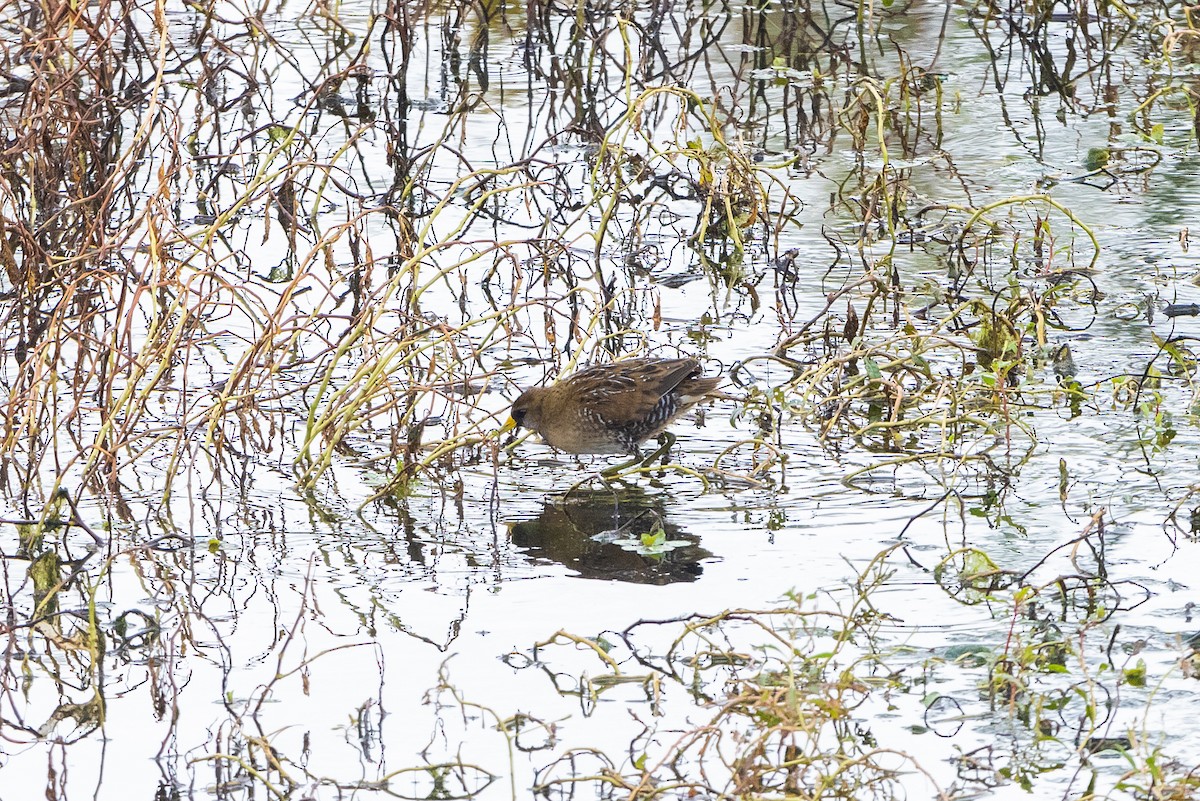 Polluela Sora - ML499227381