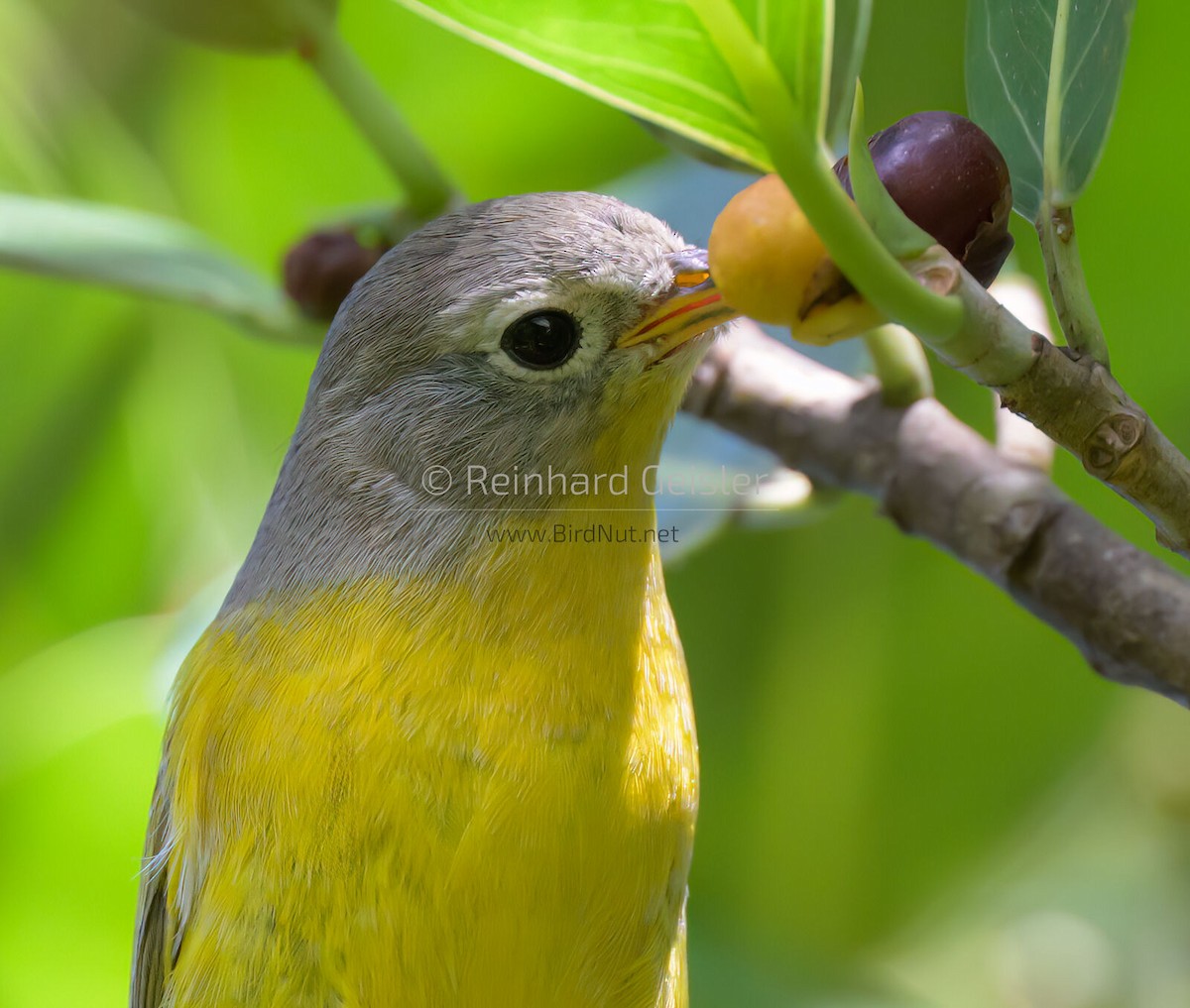 Nashville Warbler - Reinhard Geisler