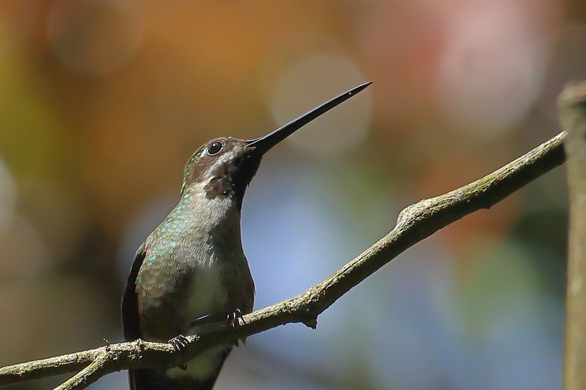 Long-billed Starthroat - ML499228141