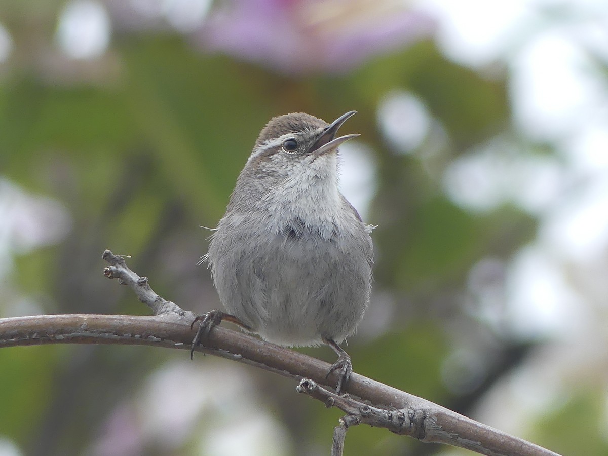 Bewick's Wren - ML499228901