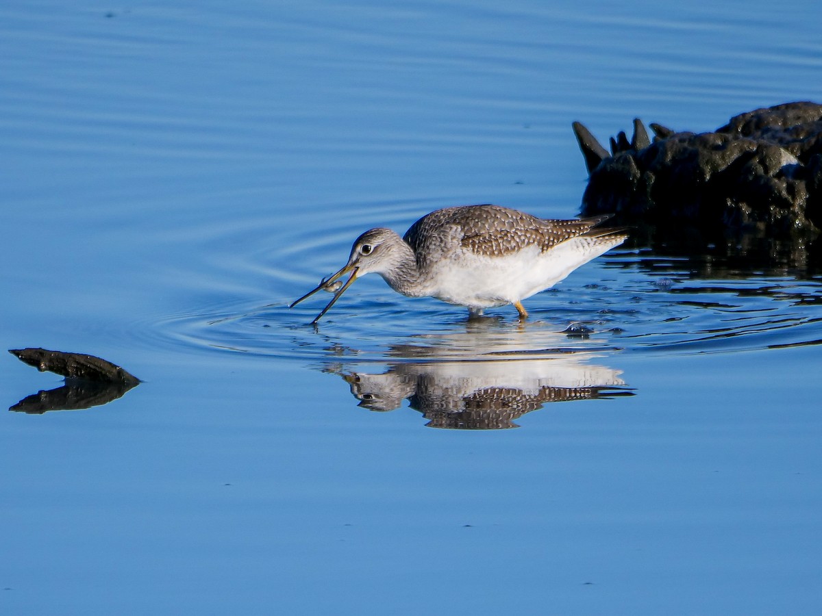 Greater Yellowlegs - ML499229041