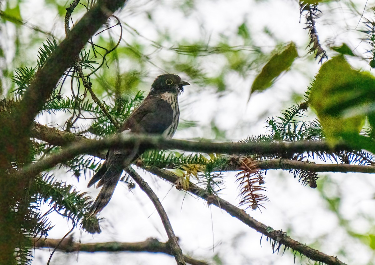 Northern Hawk-Cuckoo - ML499229421