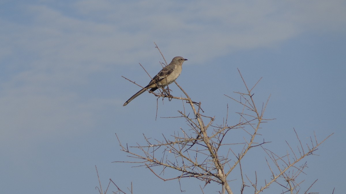 Northern Mockingbird - ML499230271