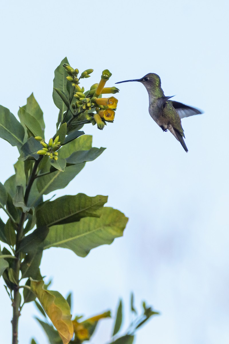 White-bellied Hummingbird - ADRIAN GRILLI