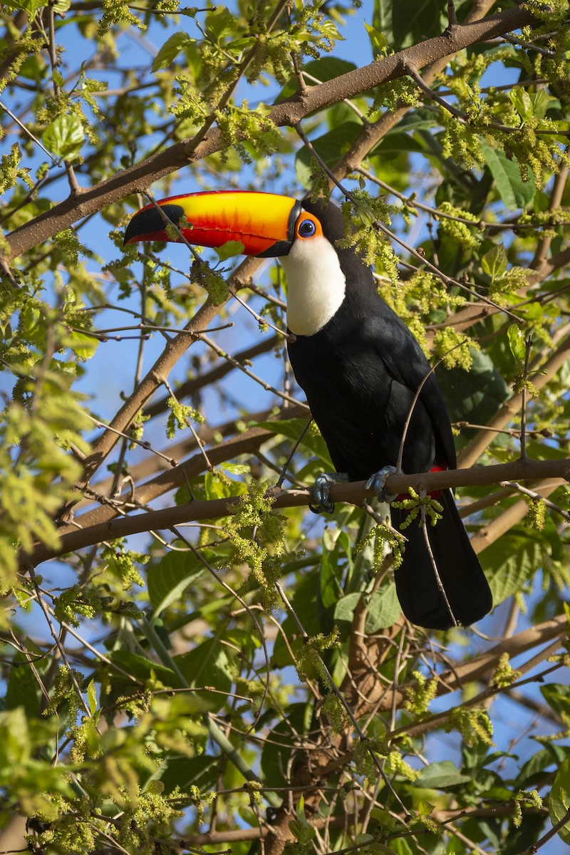 Toco Toucan - ADRIAN GRILLI