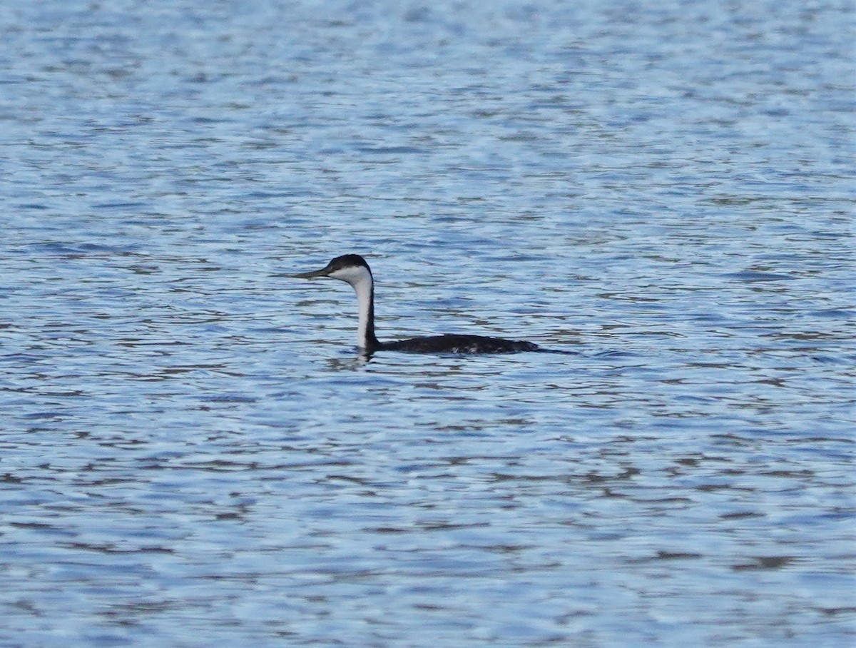 Western Grebe - ML499230821