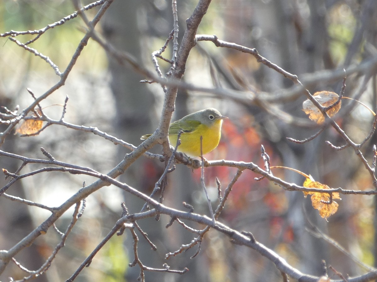 Nashville Warbler - Jim Lind