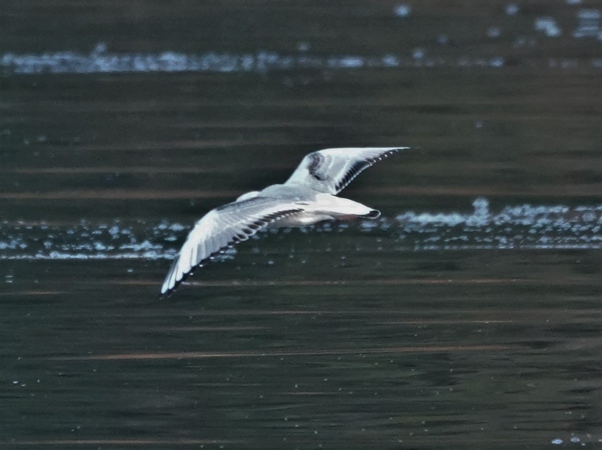 Bonaparte's Gull - ML499231221
