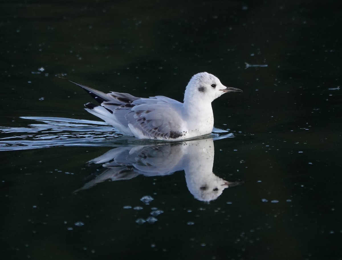 Bonaparte's Gull - ML499231231