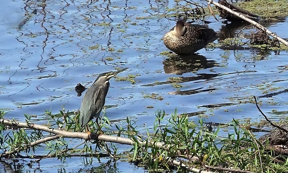 Striated Heron - ML499231631