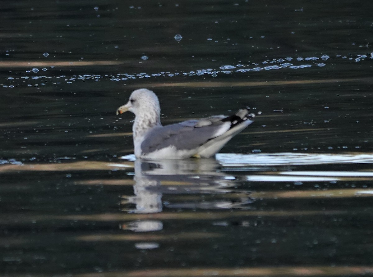 California Gull - ML499232051