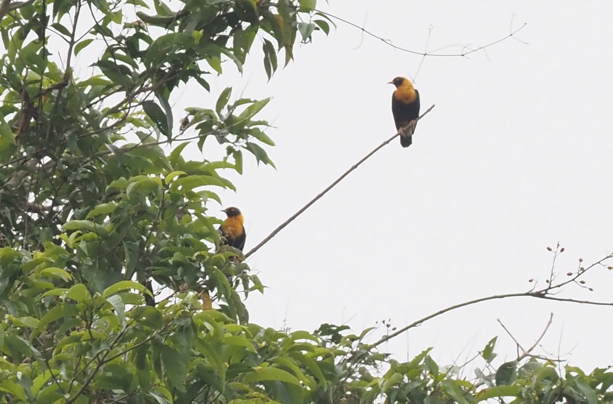 Golden Myna - Stephan Lorenz