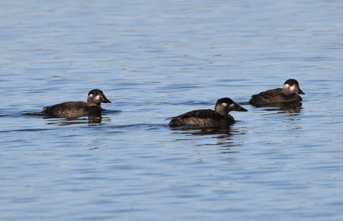 Surf Scoter - ML499233241