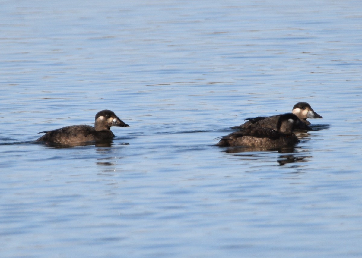 Surf Scoter - ML499233541