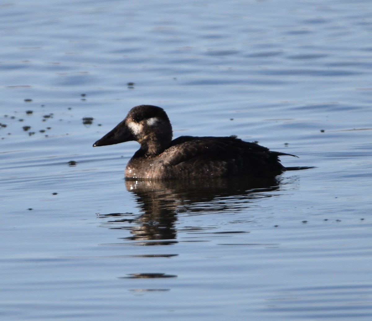 Surf Scoter - ML499233851