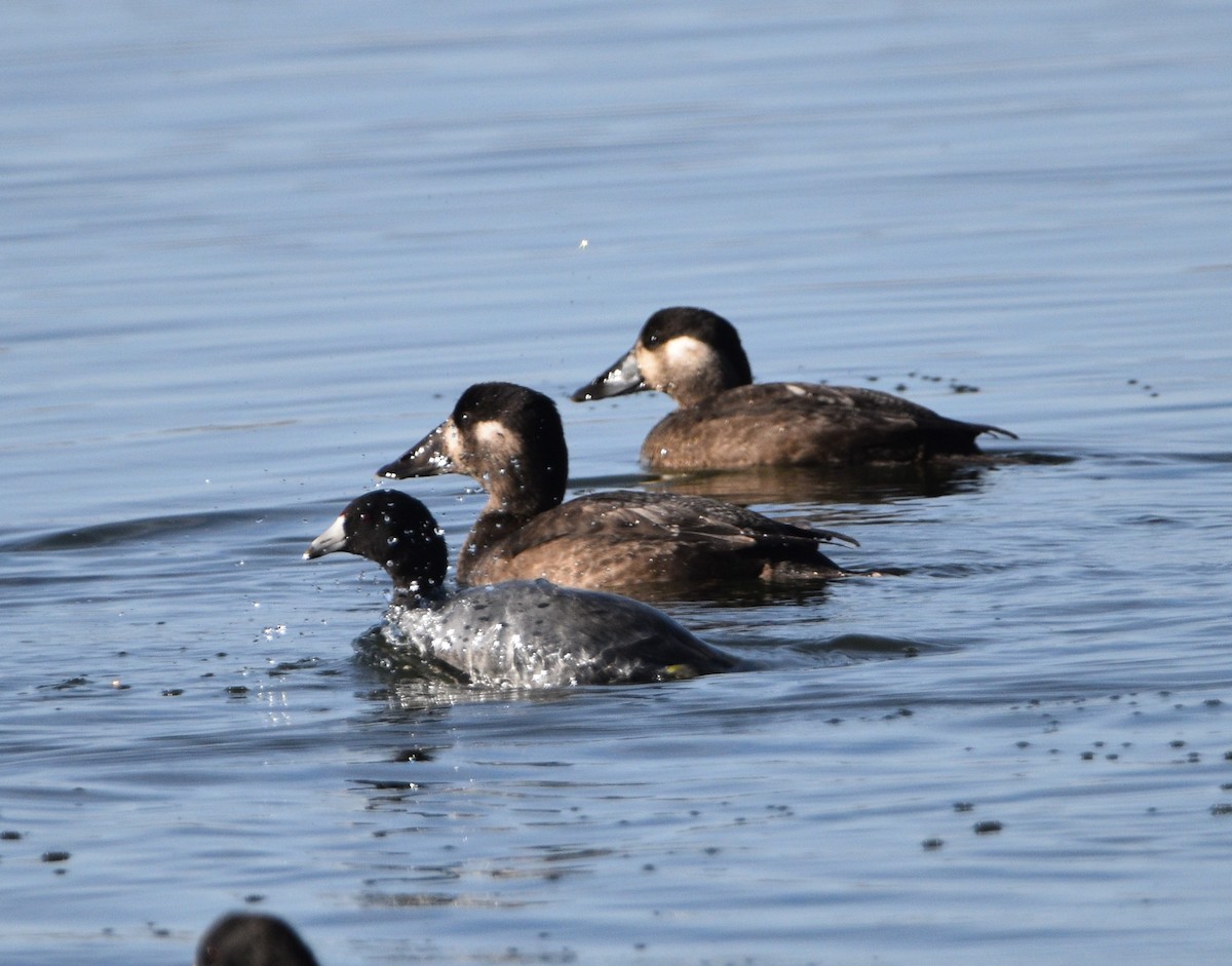 Surf Scoter - Peter Olsoy