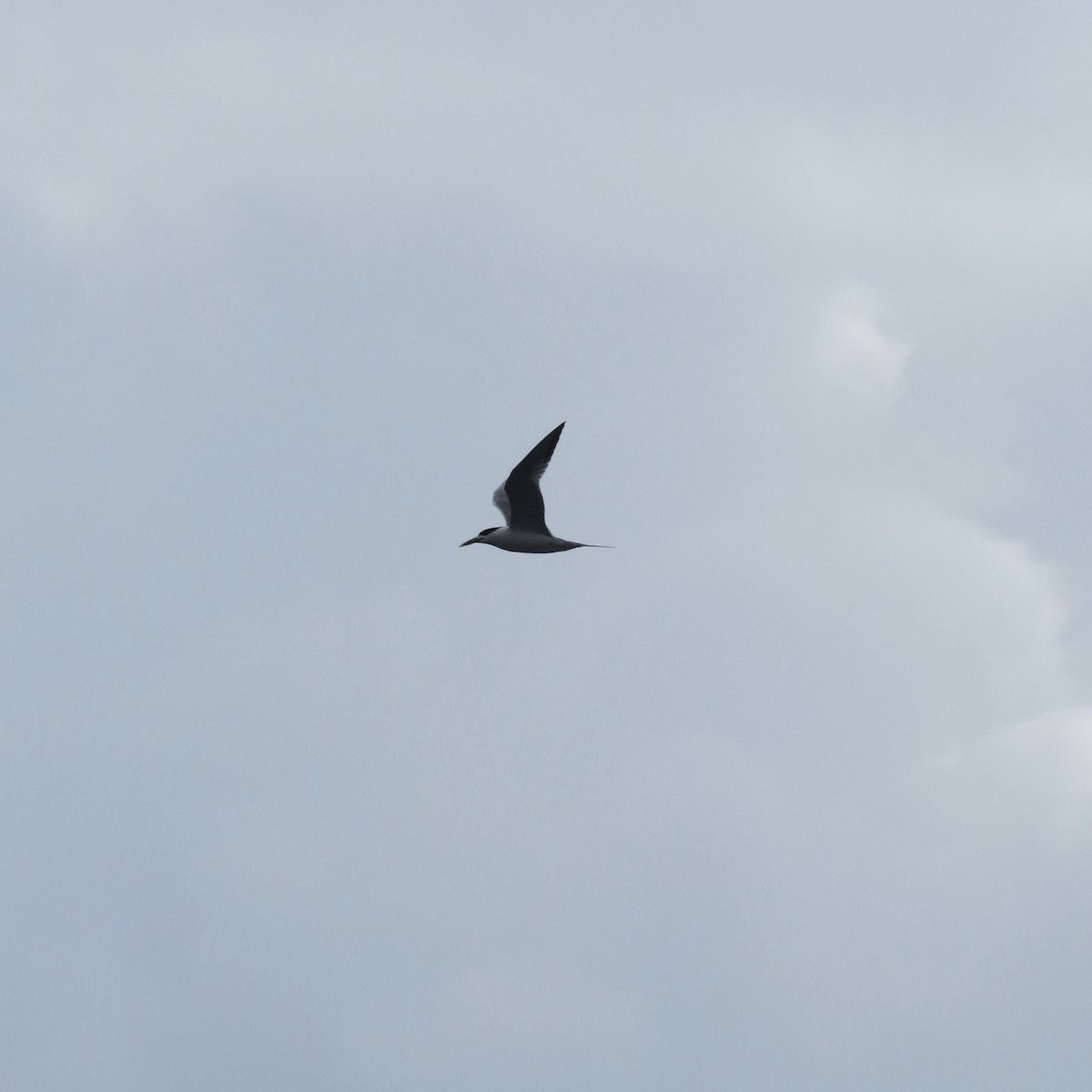 Great Crested Tern - ML499234031