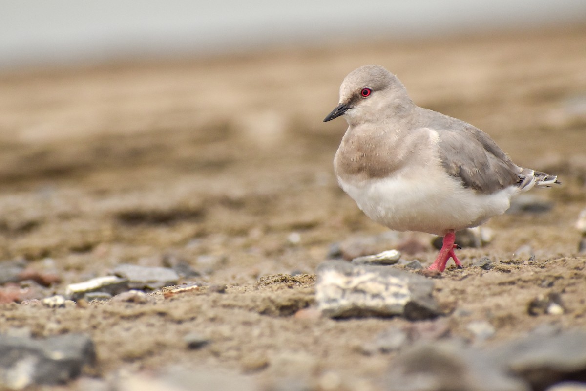 Magellanic Plover - Ezequiel Racker