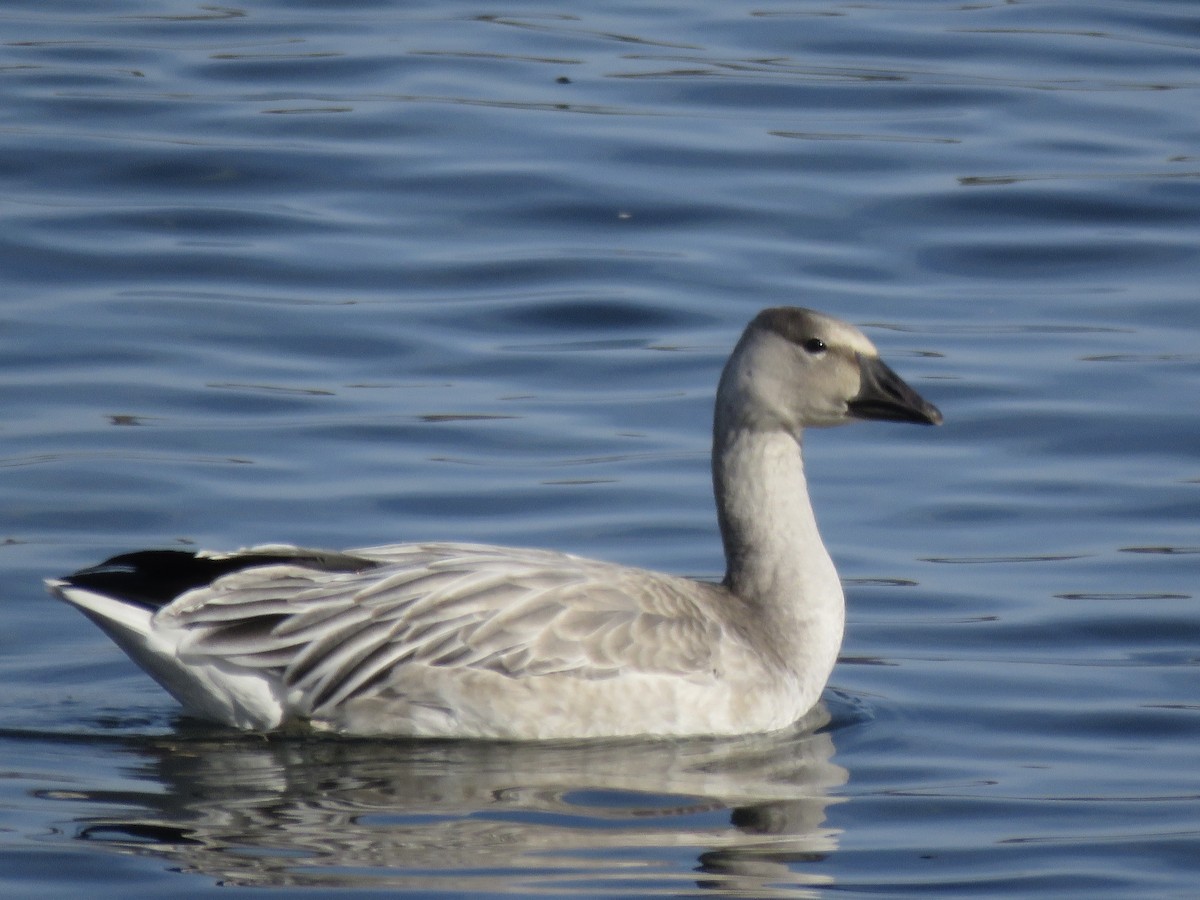 Snow Goose - ML499235261