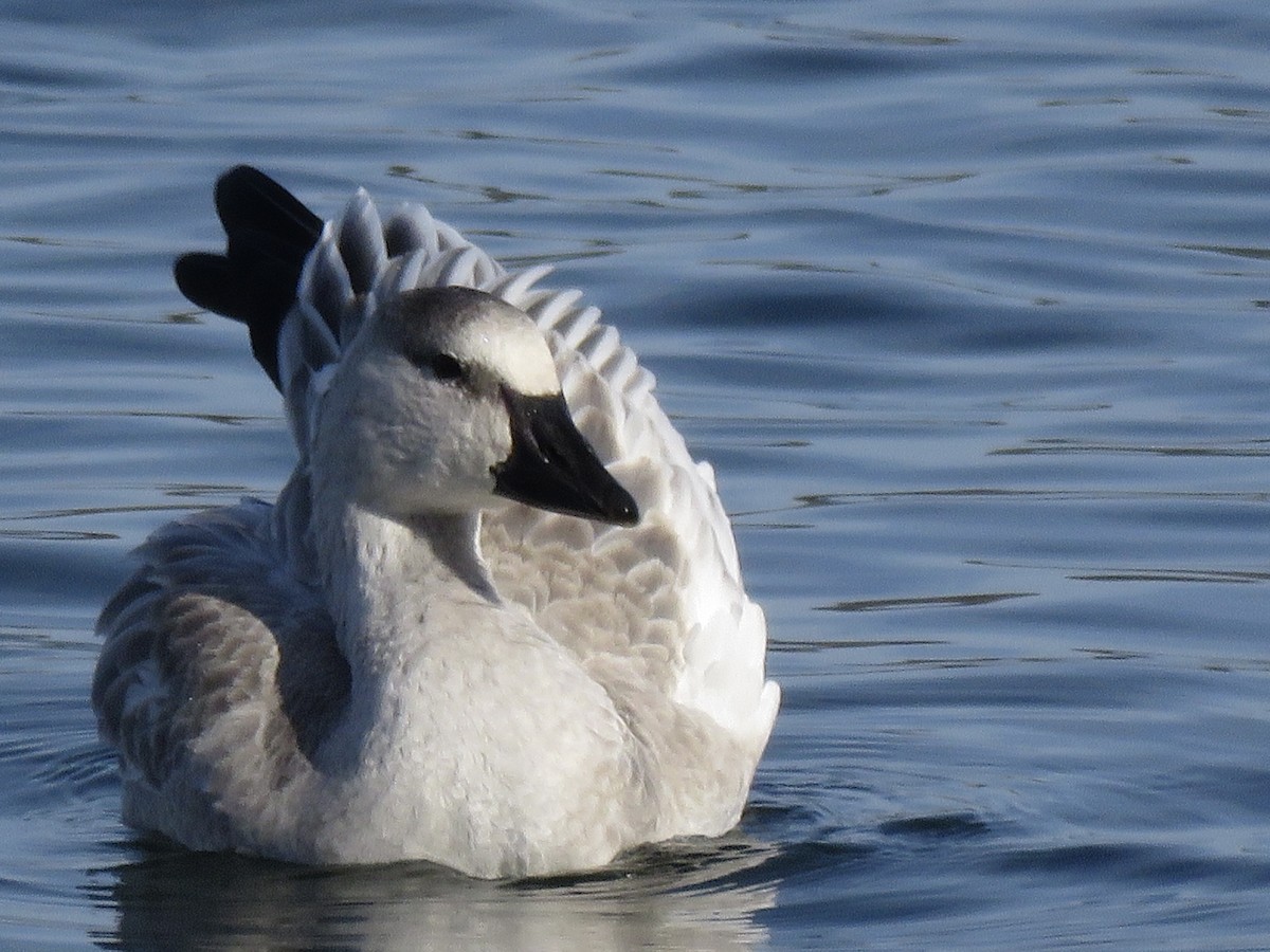 Snow Goose - ML499235281