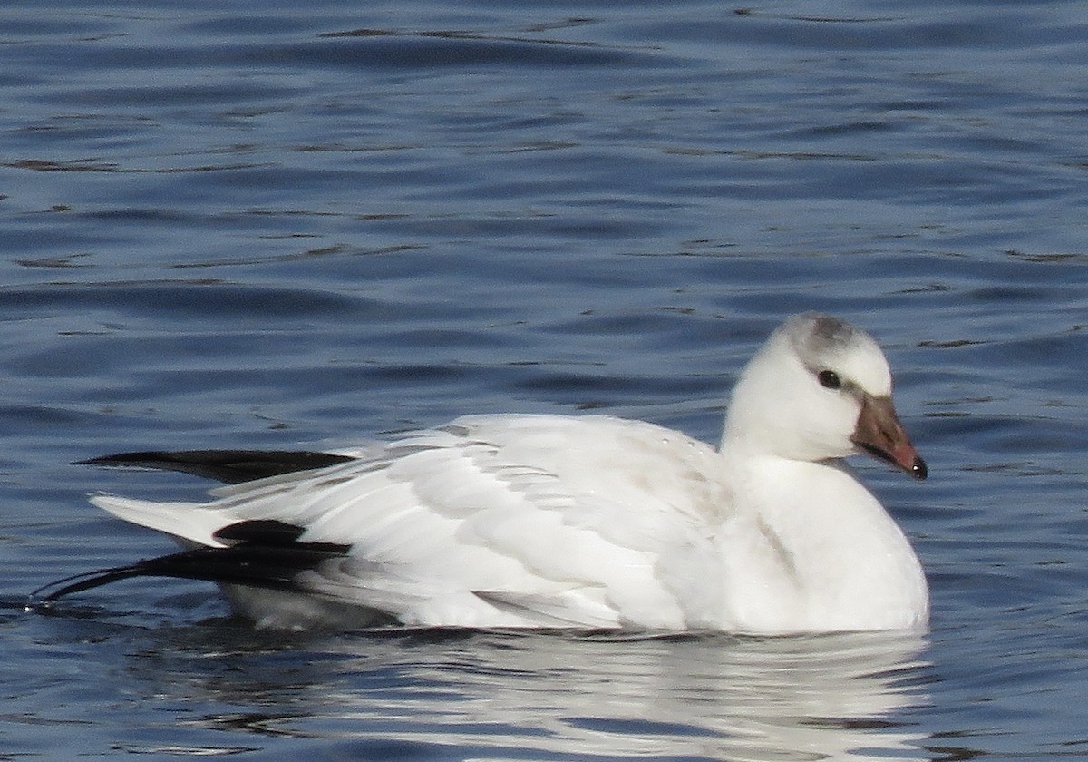 Ross's Goose - ML499235381