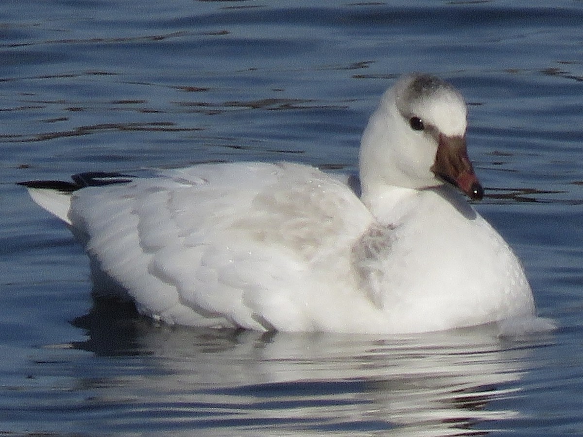 Ross's Goose - ML499235391