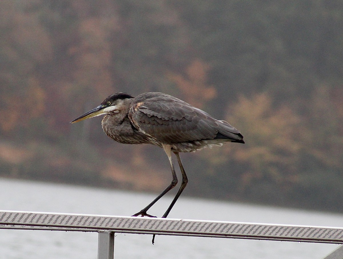 Great Blue Heron - ML499236331